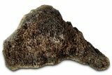 Fossil Tyrannosaur (T rex) Vertebra Section - Wyoming #350396-1